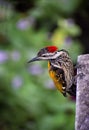 A gorgeous black rumped flameback orÃÂ lesser golden backed woodpecker bird with a blurred background. Royalty Free Stock Photo